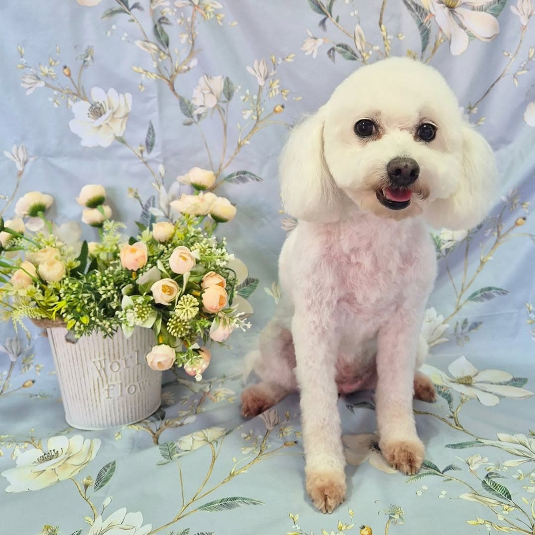 Mascota fotografiada tras un servicio de peluqueria canina.