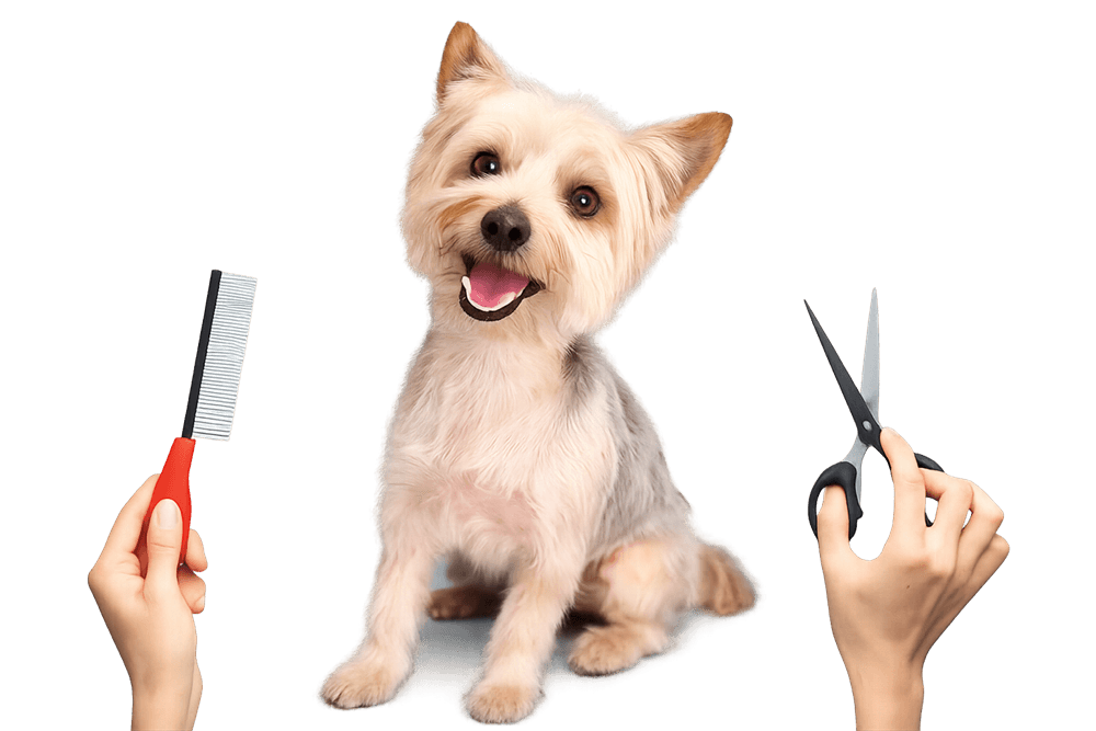 Perrito arreglado como imagen principal de Copitos