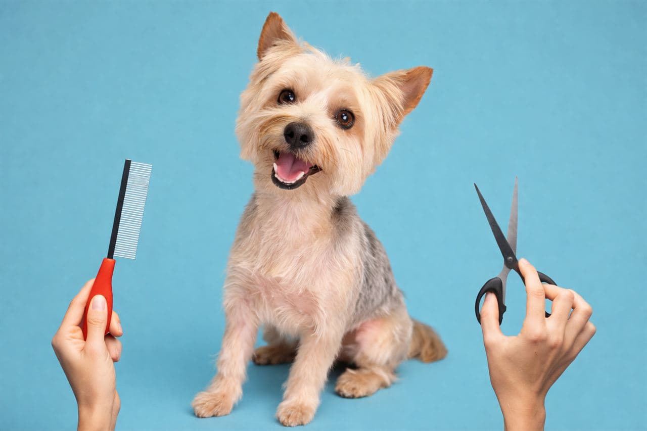 Perrito arreglado como imagen principal de Copitos