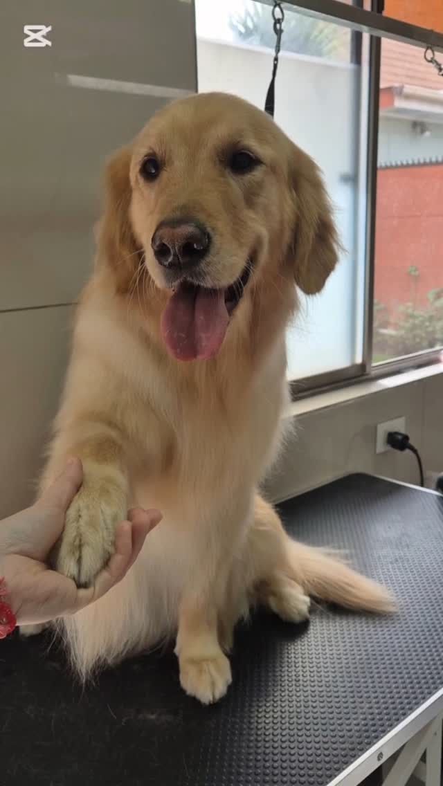 Golden retriever posando tras una sesion de bano y cepillado.