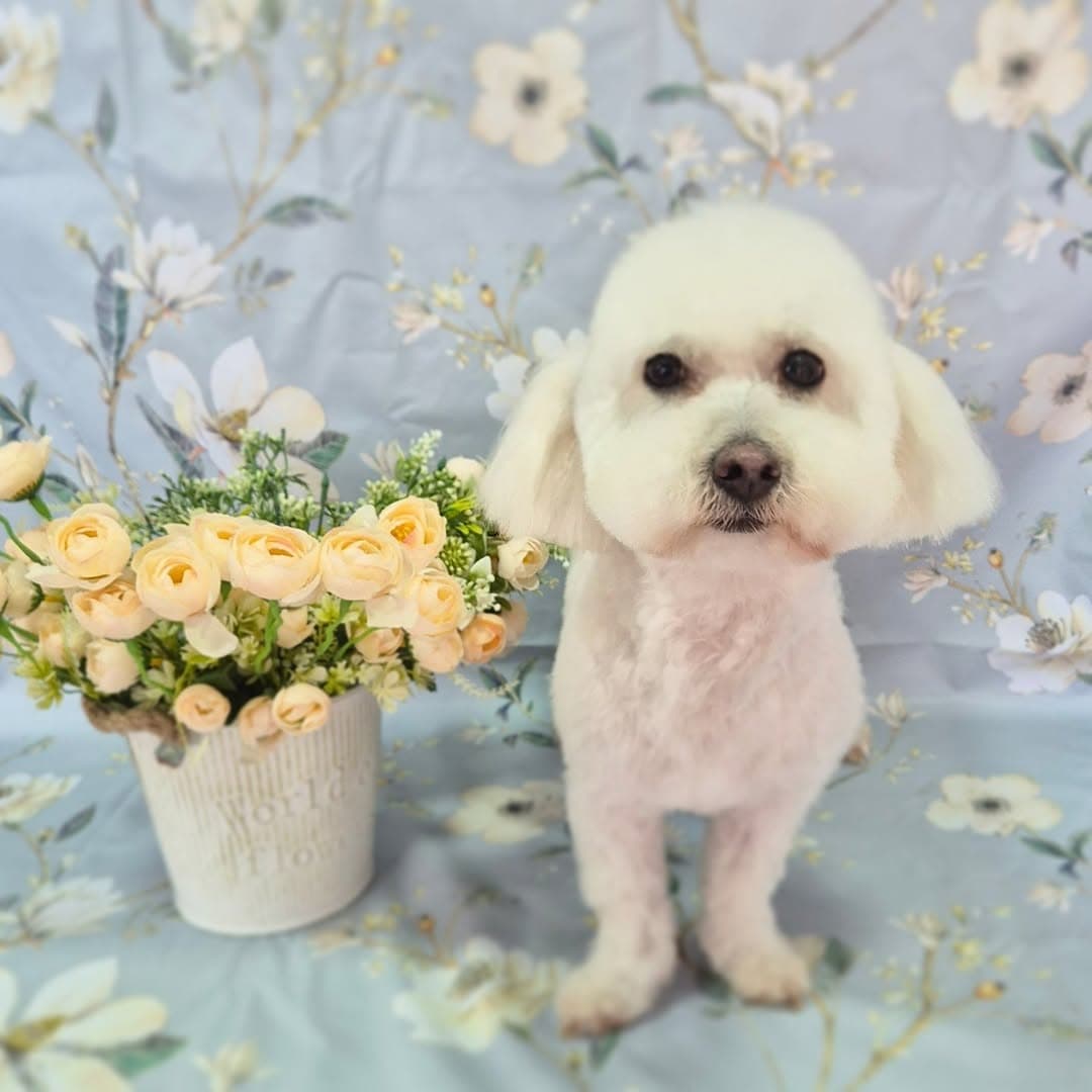 Perro pequeno con look prolijo tras su visita a Copitos.