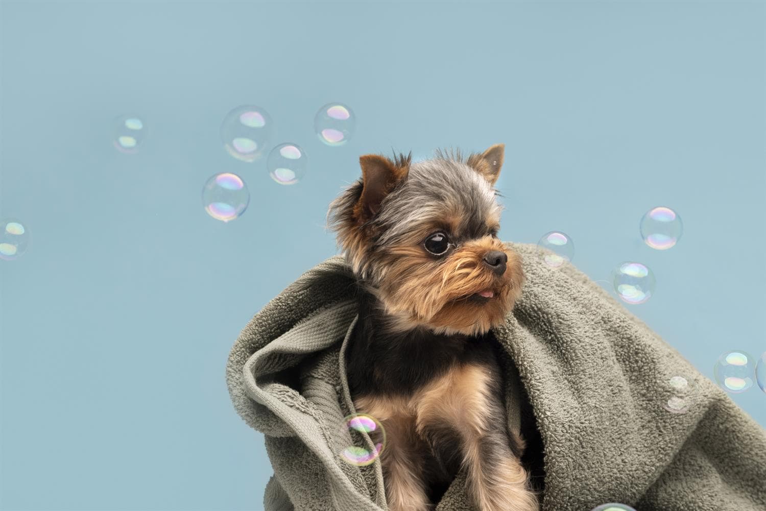 Perrito recien banado y envuelto en una toalla
