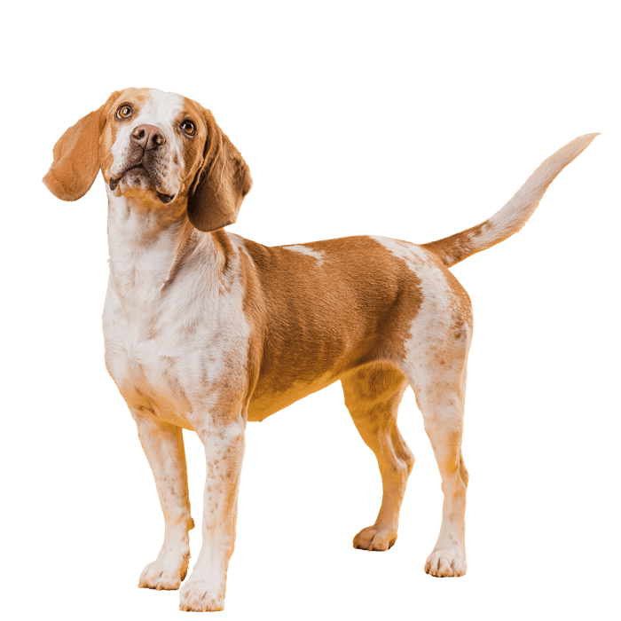 Perrito mediano para el tramo de precios entre 5 y 10 kg.